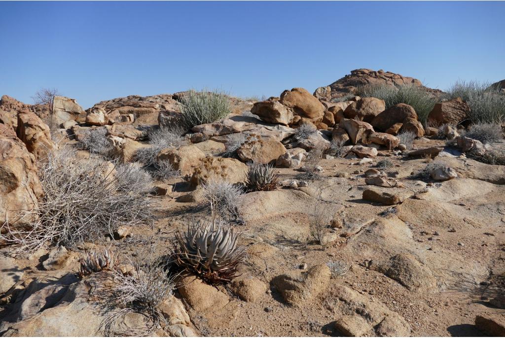 Herero aloë