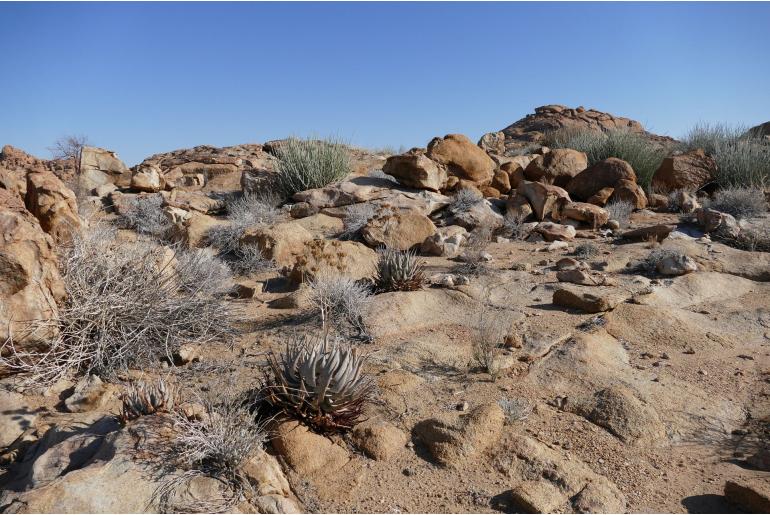 Aloe hereroensis -14560