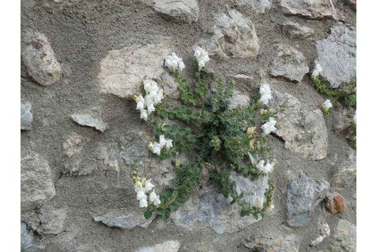 Antirrhinum molle -14575