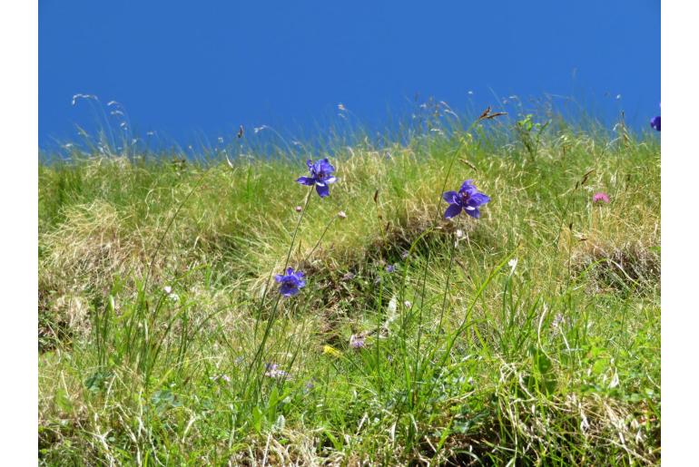 Aquilegia einseleana -14576