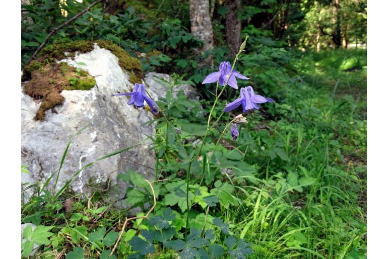 Aquilegia nigricans -14577