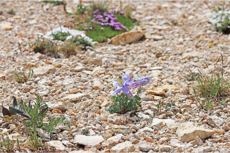 Aquilegia scopulorum -14578