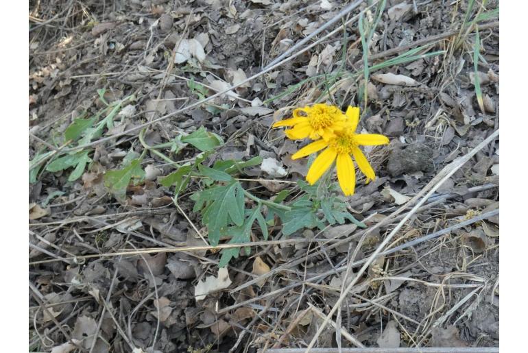 Eriophyllum lanatum var hallii -14587