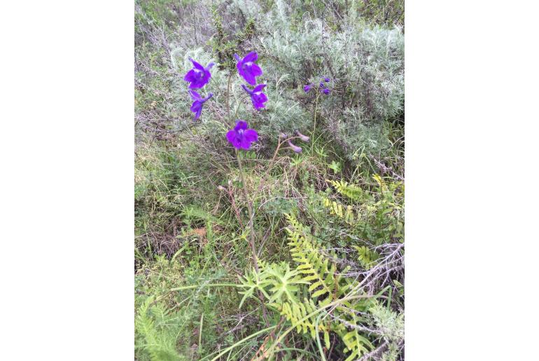 Delphinium hutchinsoniae -14593