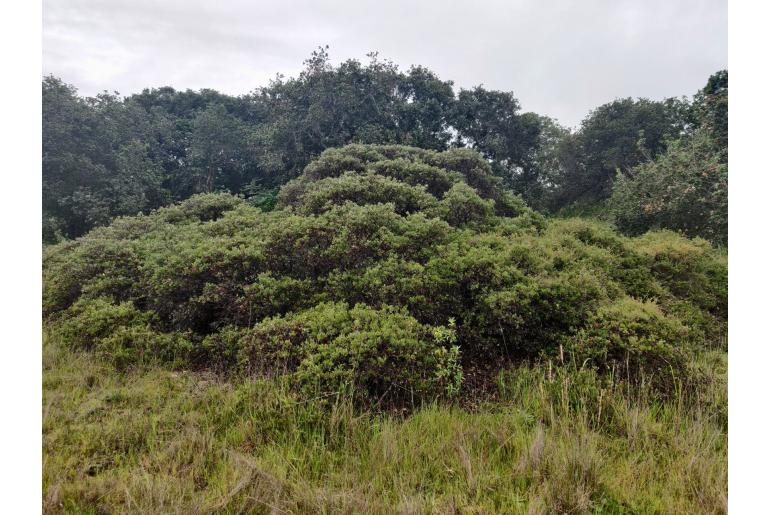 Arctostaphylos hookeri -14594