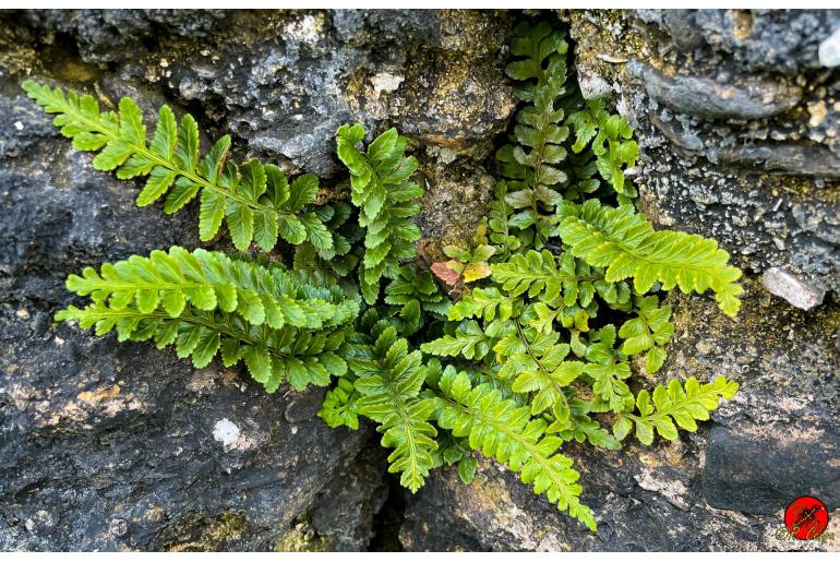 Asplenium marinum -14602