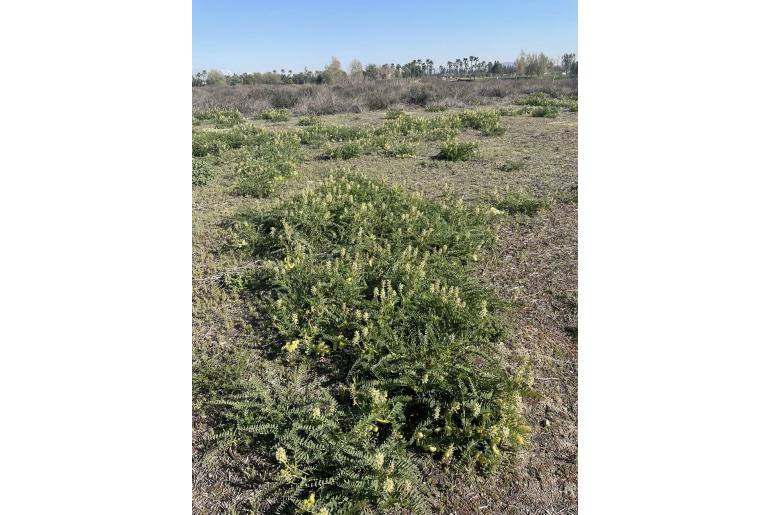 Astragalus pomonensis -14603