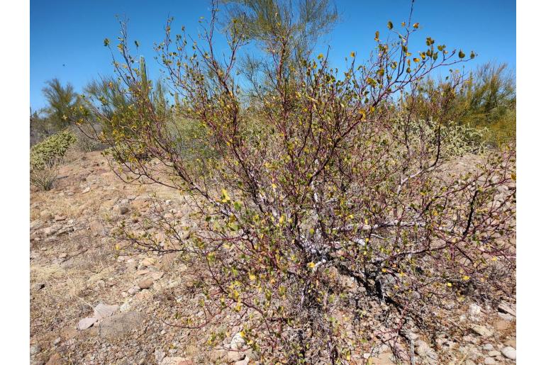 Bursera hindsiana -14612