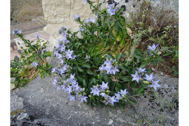 Campanula versicolor -14616