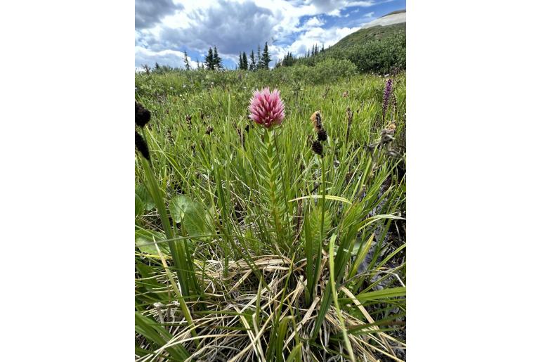 Rhodiola rhodantha -14620