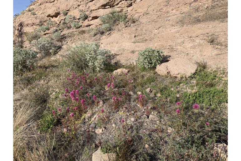 Castilleja exserta -14622