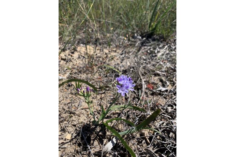 Codonorhiza corymbosa -14637