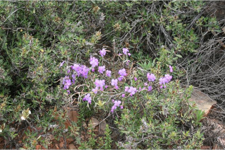 Heliophila suavissima -14642