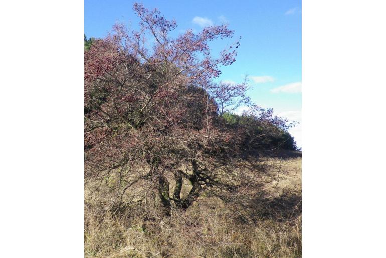 Crataegus ambigua -14646