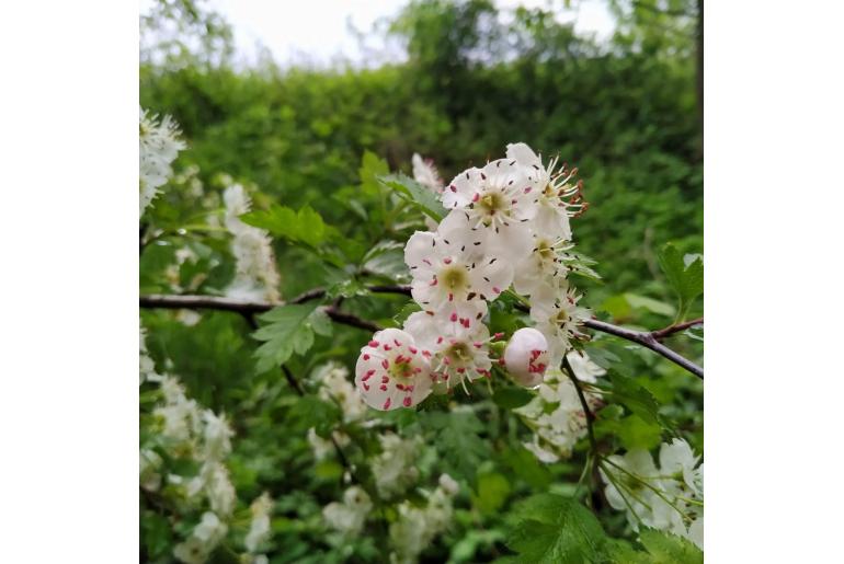 Crataegus x macrocarpa -14647