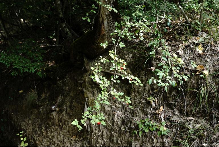 Crataegus microphylla -14649