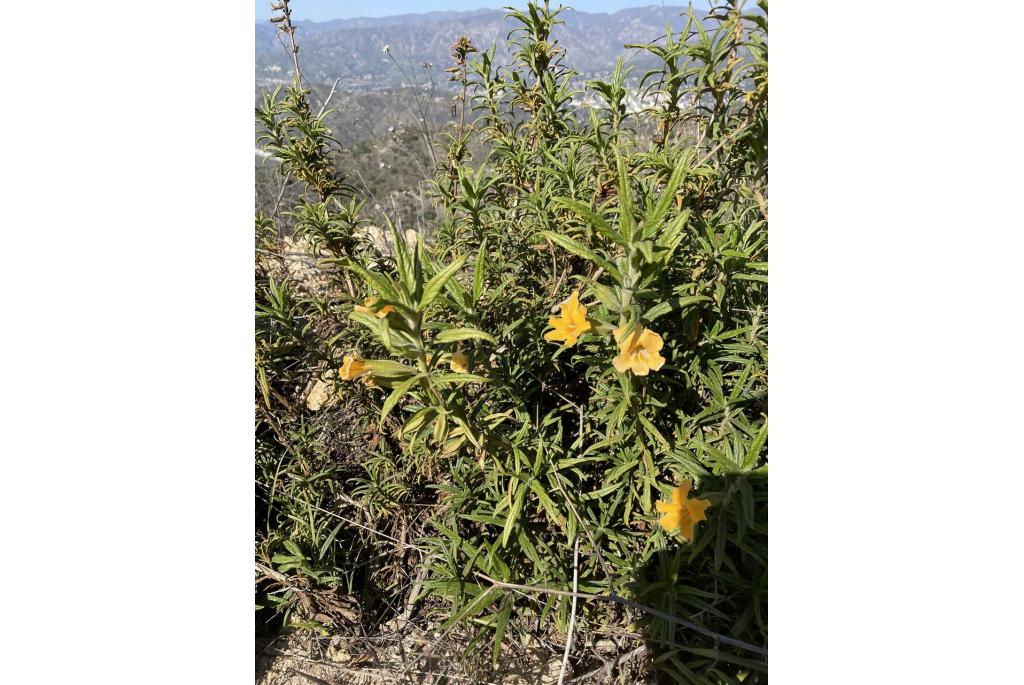 Langbloemige mimulus