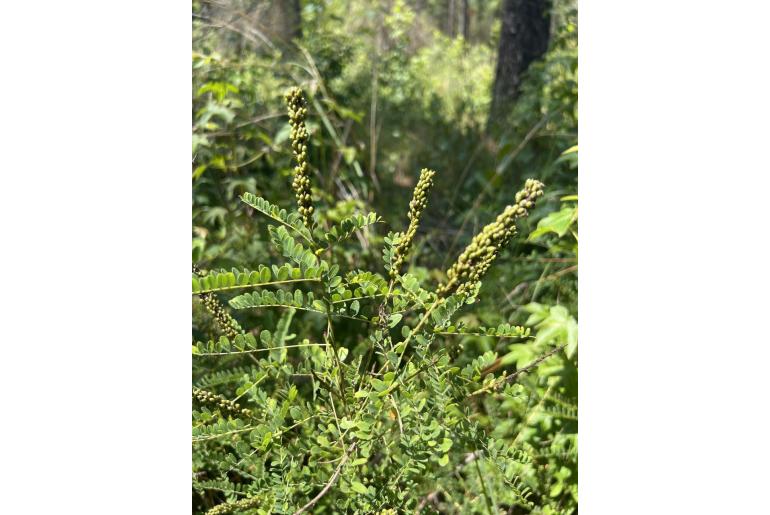 Amorpha confusa -14673