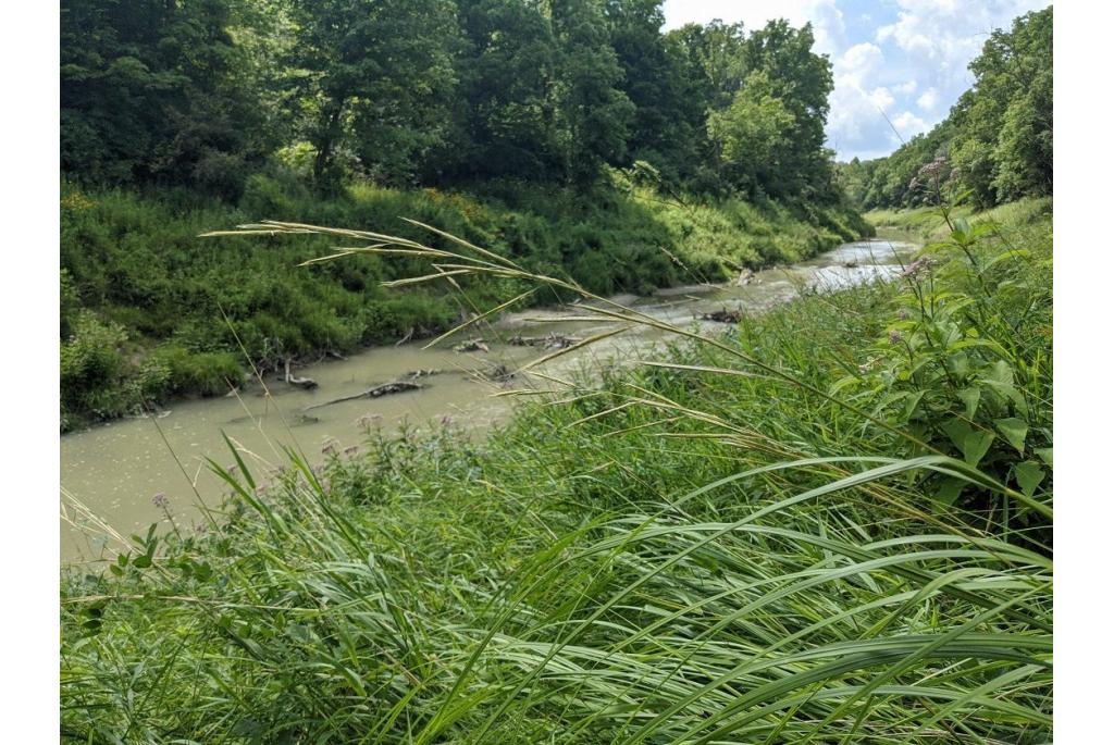 Prairie slijkgras