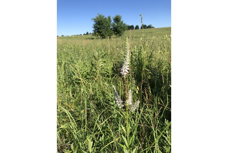 Veronicastrum virginicum -14691