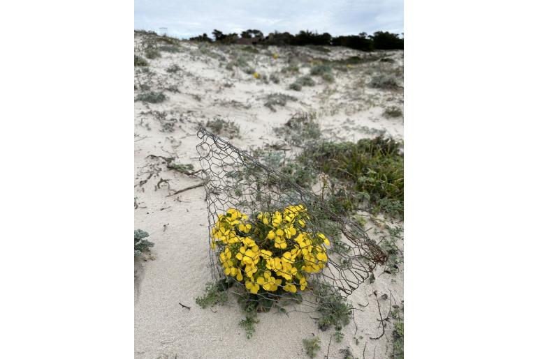 Erysimum menziesii -14698