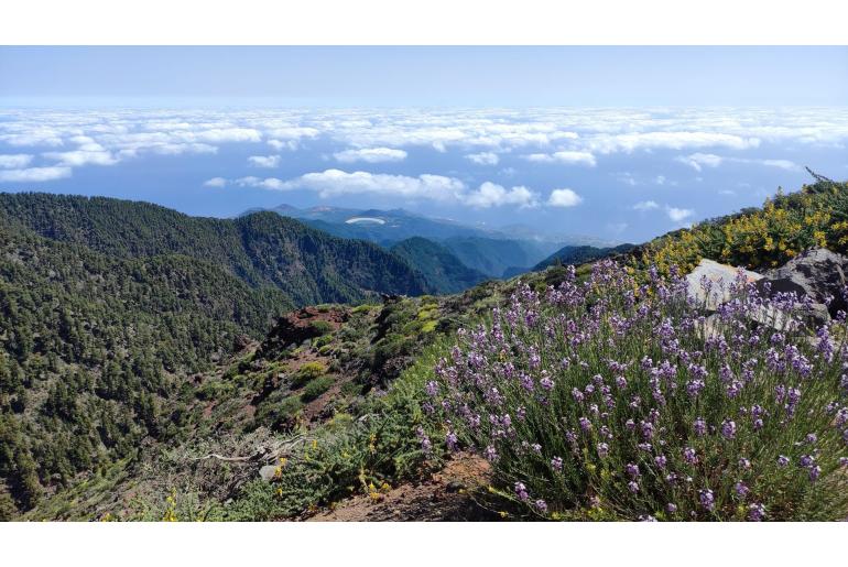 Erysimum scoparium -14700