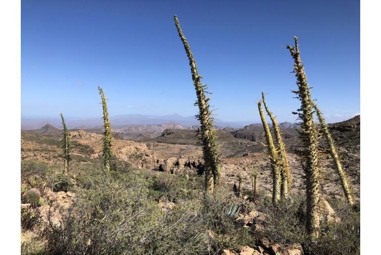 Fouquieria columnaris -14714