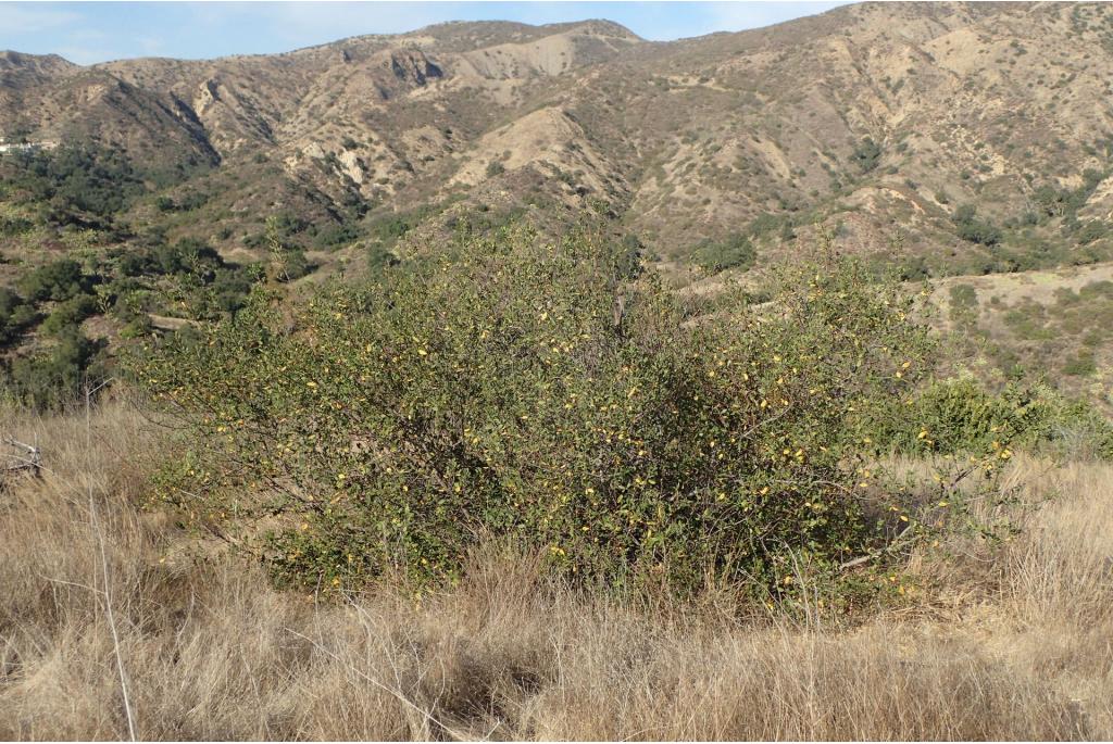 Californische frangula