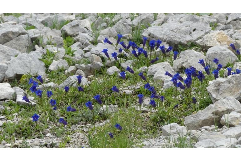 Gentiana angustifolia -14722