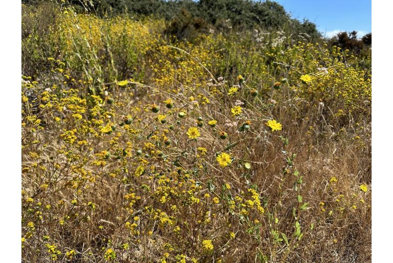 Grindelia hirsutula -14729