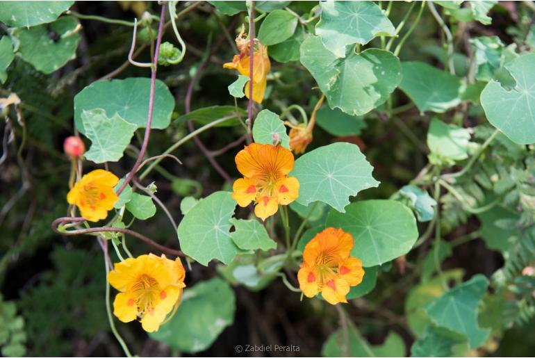 Tropaeolum minus -14742