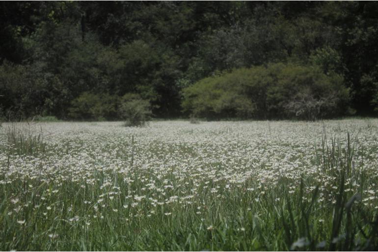 Allium glandulosum -14745