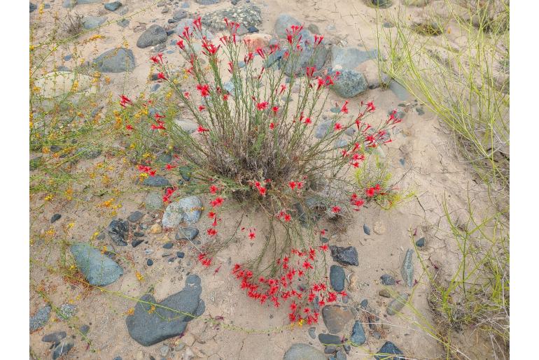 Ipomopsis tenuifolia -14750