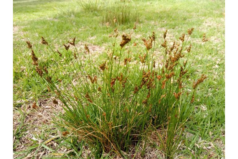 Juncus imbricatus -14759