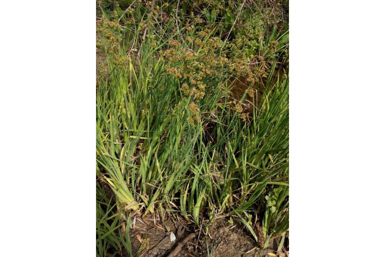 Juncus xiphioides -14761