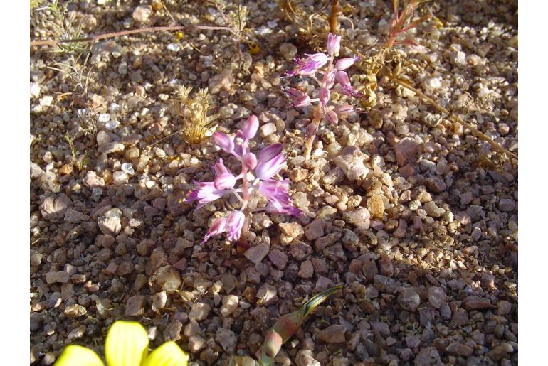 Lachenalia polypodantha -14763