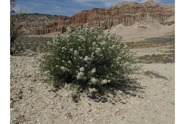 Lepidium fremontii -14769