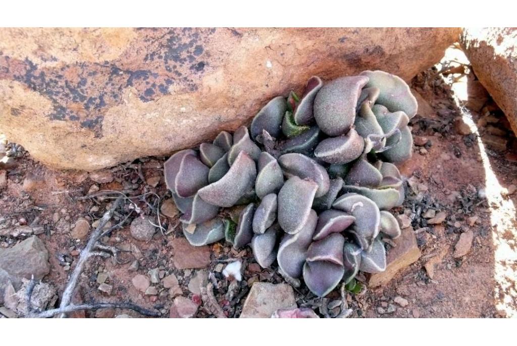 Marian's Adromischus