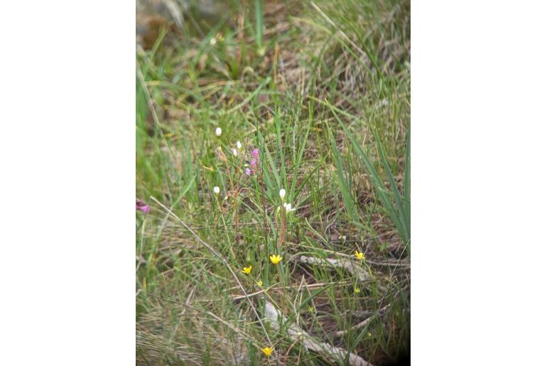 Lewisia oppositifolia -14777