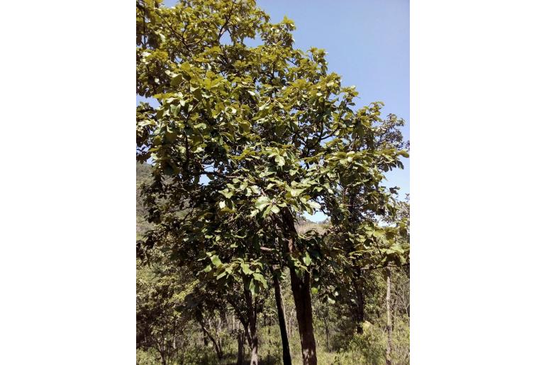 Quercus magnoliifolia -14779