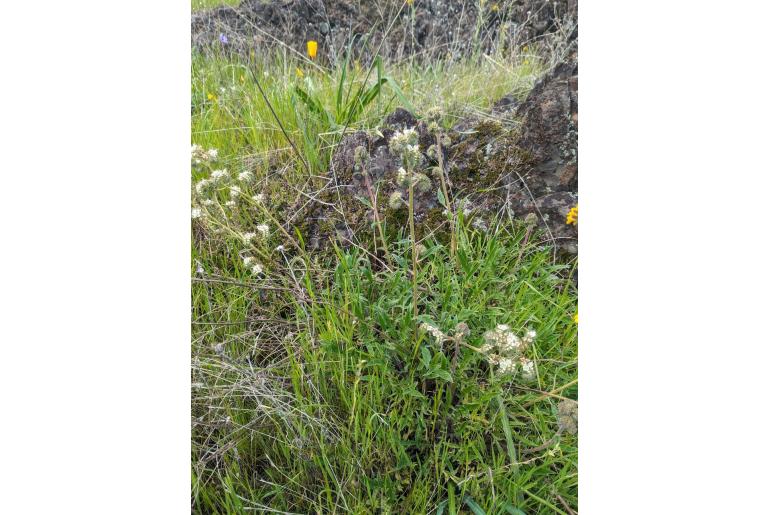 Phacelia egena -14792