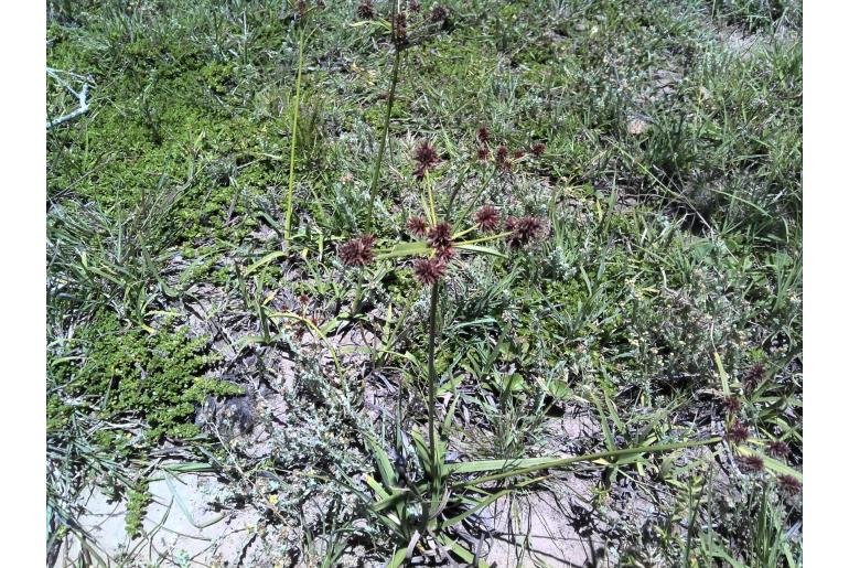 Cyperus tabularis -14802