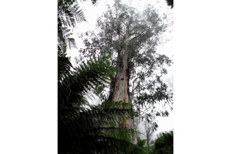 Eucalyptus denticulata -14814