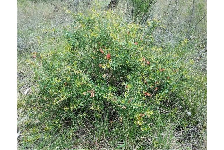 Grevillea juniperina ssp sulphurea -14817