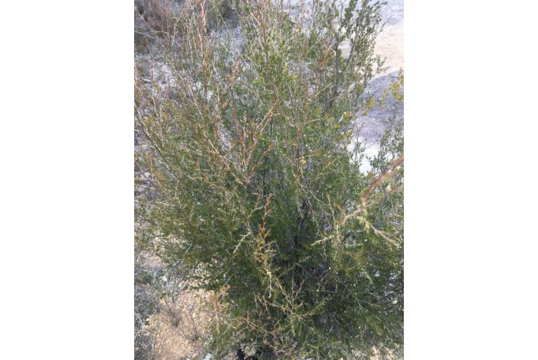 Leptospermum novae-angliae -14825