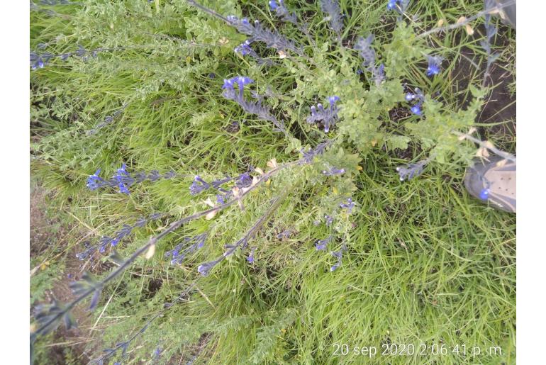 Salvia chamaedryoides -14831