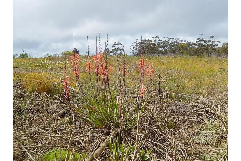 Watsonia fergusoniae -14841