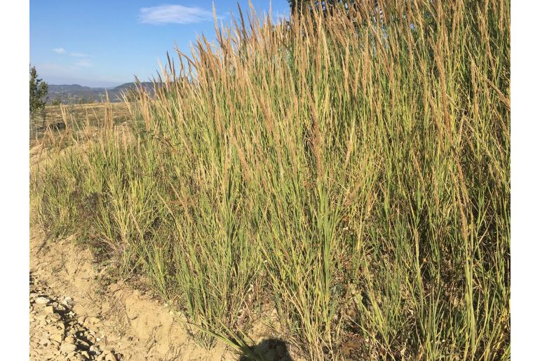 Arundo plinii -14845