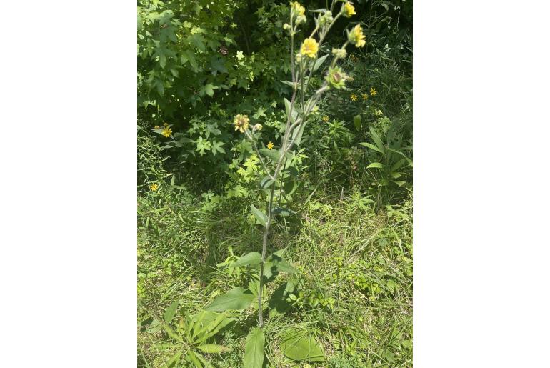 Silphium mohrii -14853