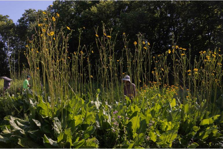 Silphium terebinthinaceum -14854